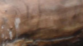 Oso se lanza sobre domador en plena función de circo