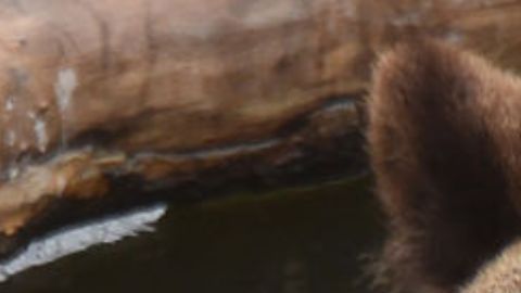 Oso se lanza sobre domador en plena función de circo