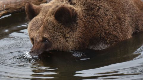 Oso se lanza sobre domador en plena función de circo