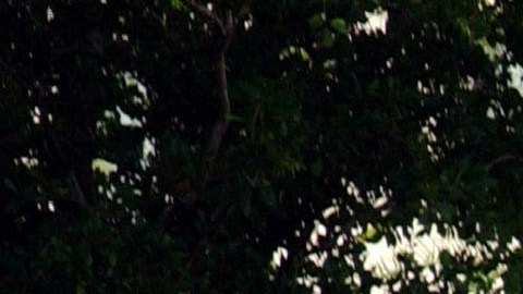 Pelea familiar en Florida por el patrimonio de una mujer enferma dejó dos muertos y un herido