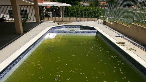 Un bicho en la piscina provoca extraña enfermedad