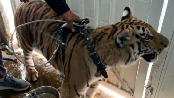 Rescate de un tigre en México