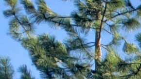 El perro ayudó a los rescatistas a localizar a su dueño en un barranco.