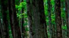 Tiroteo en campamento infantil en Iowa deja cuatro muertos