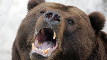 Turistas adinerados devorados por osos después de que su helicóptero se estrelló en un bosque de Rusia