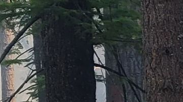 El incendio Washburn está ardiendo cerca de la parte inferior de Mariposa Grove.