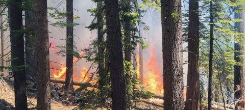 El incendio Washburn está ardiendo cerca de la parte inferior de Mariposa Grove.