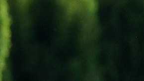 Imagen de Bill Gates vestido con un suéter de color gris mientras camina entre unos árboles.