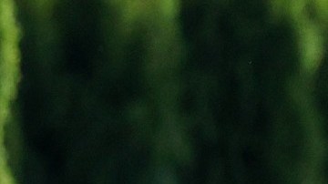 Imagen de Bill Gates vestido con un suéter de color gris mientras camina entre unos árboles.