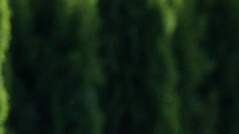 Imagen de Bill Gates vestido con un suéter de color gris mientras camina entre unos árboles.