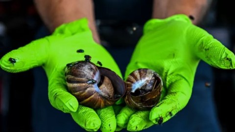 Los caracoles gigantes africanos tienen un parásito que puede causar meningitis.