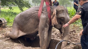 Impresionante rescate de una elefanta y su cría tras caer en una zanjan en Tailandia