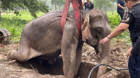 Impresionante rescate de una elefanta y su cría tras caer en una zanjan en Tailandia