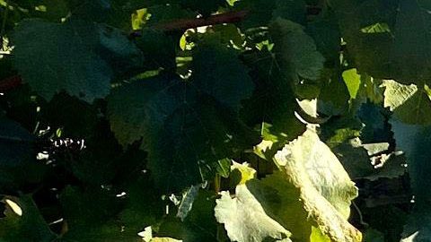 Sandra De León cosecha uvas en el condado de Sonoma.