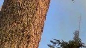 Las llamas son visibles cerca de la carretera en Yosemite National Park,