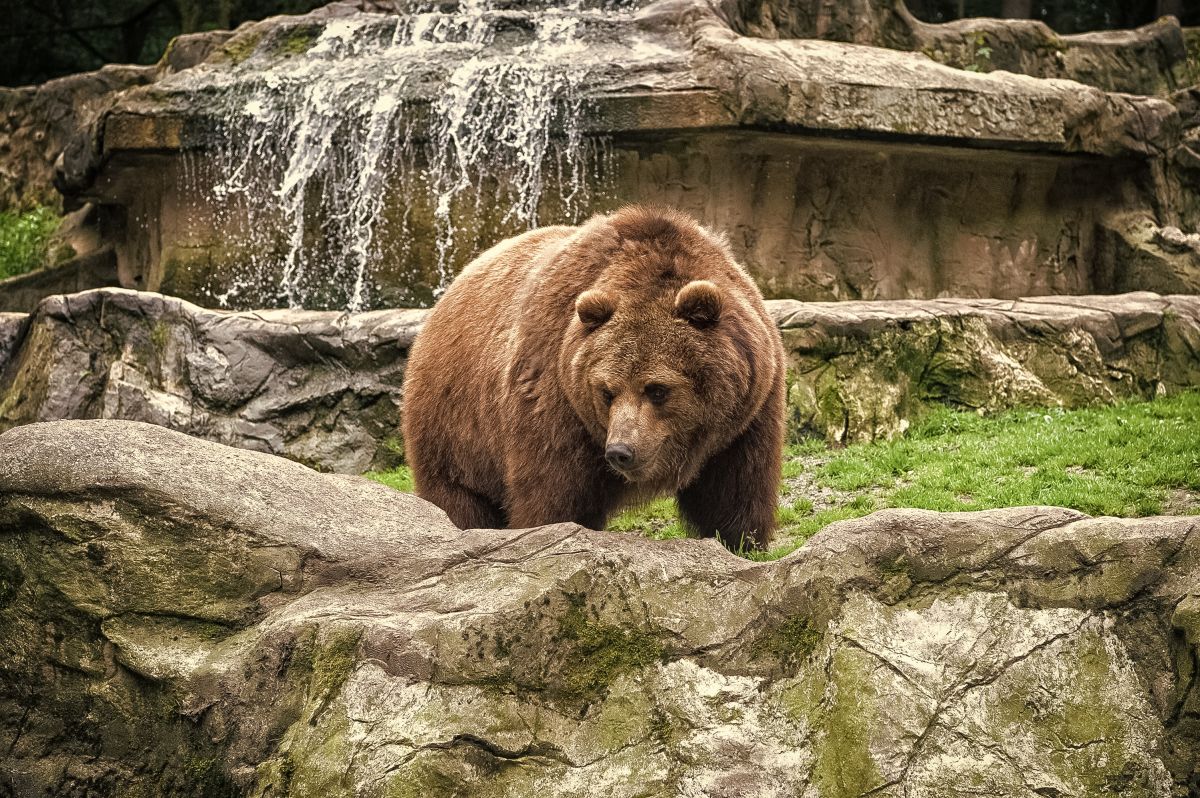 Cuál es tu animal espiritual de acuerdo con tu signo del zodiaco - La Opinión Cuál es tu animal espiritual de acuerdo con tu signo del zodiaco - La Opinión