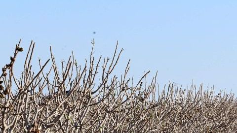 California enfrenta la peor sequía en años.