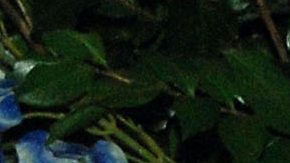 Issabela Camil y Sergio Mayer | Mezcalent.