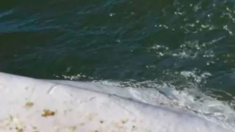 Los desesperados esfuerzos por salvar a una ballena beluga extraviada y hambrienta en el río Sena