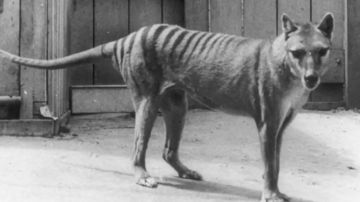 El multimillonario plan para revivir al tigre de Tasmania, extinguido hace 86 años