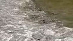 El asombroso hallazgo de las huellas de un dinosaurio que quedaron expuestas por la sequía en Estados Unidos