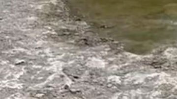 El asombroso hallazgo de las huellas de un dinosaurio que quedaron expuestas por la sequía en Estados Unidos