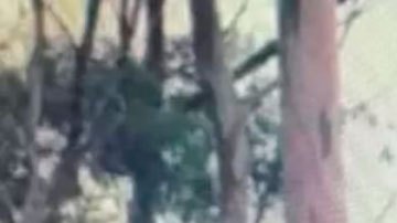 Quiénes eran los Boinas cafés, el grupo revolucionario chicano que hace 50 años "invadió" una isla en California que reclamaban para México