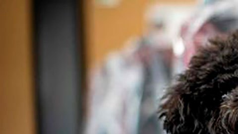 Los perros pueden derramar lágrimas de alegría, según un estudio japonés