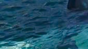 Sacrifican a Freya, la morsa que se convirtió en estrella