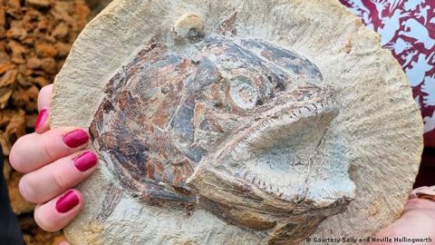 Desentierran increíble pez fósil del Jurásico en una granja del Reino Unido