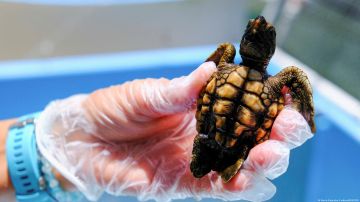 El 99% de las tortugas marinas nacen hembras por culpa del cambio climático, según expertos