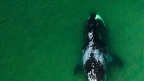 Impresionante video capta el momento en que un tiburón blanco es devorado por un grupo de orcas
