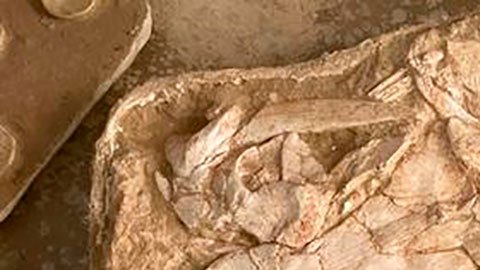 Hallan el fósil de una "aterradora" criatura marina que reinaba los océanos hace 66 millones de años