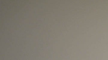 El águila calva habita en América del Norte