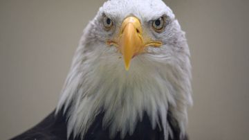 El águila calva habita en América del Norte