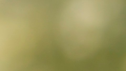 César Montes podría dar el salto a Europa y llegar a un club de Rusia.