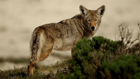Corredor de ultramaratón atacado por un coyote en carrera de 150 millas en California