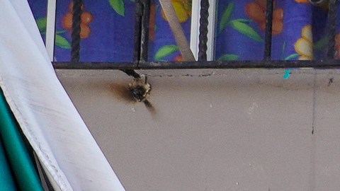 La Pupuseria El Salvador TJ en Tijuana cumplirá su primer aniversario el próximo mes.