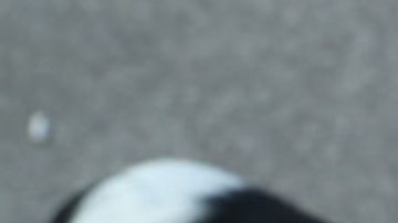 Discriminan a mujer por pasear a perros que no son de raza