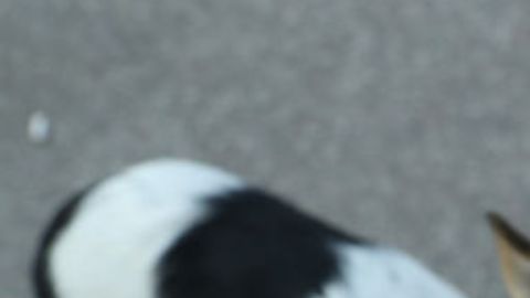 Discriminan a mujer por pasear a perros que no son de raza