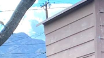 Coyotes escondieron a 29 inmigrantes en una casa sin baño; HSI rescató a todos con vida
