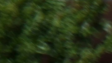 Estudiantes en la Universidad de Carolina del Norte en Chapel Hill.