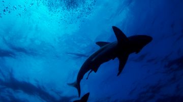 Delfines rodean y salvan a hombre de ataque de un tiburón de 6 pies en la costa de Nueva Zelanda