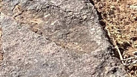 Hallan huellas de dinosaurios de hace 113 millones de años tras sequía en río de Texas