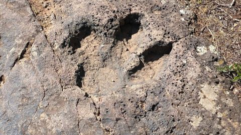 Hallan huellas de dinosaurios de hace 113 millones de años tras sequía en río de Texas