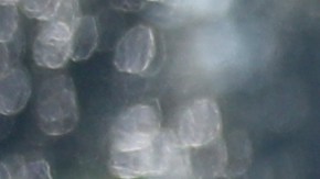 Miembros de una familia en Florida, entre ellos dos niños, son hallados muertos en un presunto caso de asesinato y suicidio