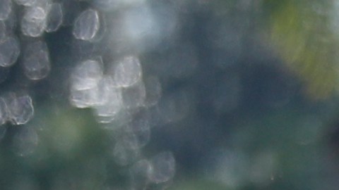 Miembros de una familia en Florida, entre ellos dos niños, son hallados muertos en un presunto caso de asesinato y suicidio