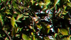 A Yellow Police tape blocks access to the 1100 block of Maytor place where Jacqueline Avant's house is at the top of the hill, in Beverly Hills , California on December 1, 2021. - The wife of the man known as the "Godfather of Black Music" was shot and killed Wednesday in a break-in at the couple's Beverly Hills home, US media reported. Jacqueline Avant died after being shot by a burglar, who also opened fire on a security guard, according to tabloid website TMZ. (Photo by VALERIE MACON / AFP) (Photo by VALERIE MACON/AFP via Getty Images)