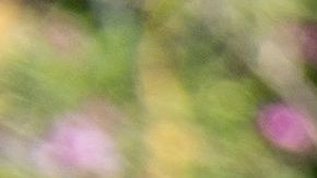 A Yellow Police tape blocks access to the 1100 block of Maytor place where Jacqueline Avant's house is at the top of the hill, in Beverly Hills , California on December 1, 2021. - The wife of the man known as the "Godfather of Black Music" was shot and killed Wednesday in a break-in at the couple's Beverly Hills home, US media reported. Jacqueline Avant died after being shot by a burglar, who also opened fire on a security guard, according to tabloid website TMZ. (Photo by VALERIE MACON / AFP) (Photo by VALERIE MACON/AFP via Getty Images)