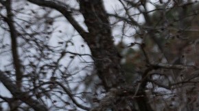 El Operativo Estrella Solitaria tiene distintos frentes en Texas contra inmigrantes.